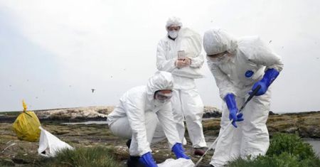Grypa ptaków w Polsce. Niezwłocznie wdrażany nowy plan