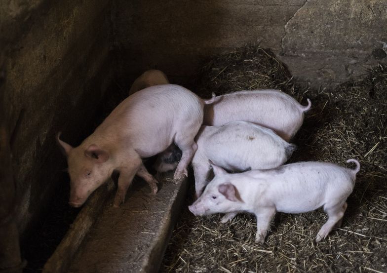 ASF jest powodem embarga, które Ukraina wprowadziła na polską wieprzowinę