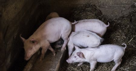 Ukraina wprowadza embargo na polskie mięso. Winny ASF