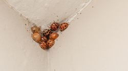 Teraz to prawdziwa plaga. Jak pozbyć się biedronek azjatyckich z domu?