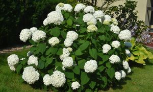 Wsyp do wody i podlej hortensje. Będą kwitnąć jak szalone