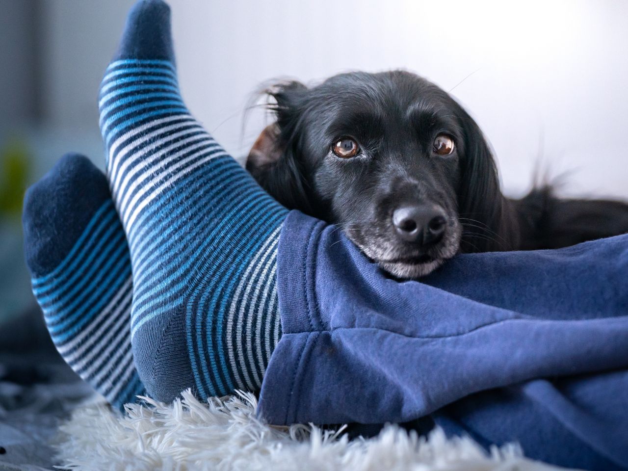 Does the dog like to sleep with you? That means a lot.