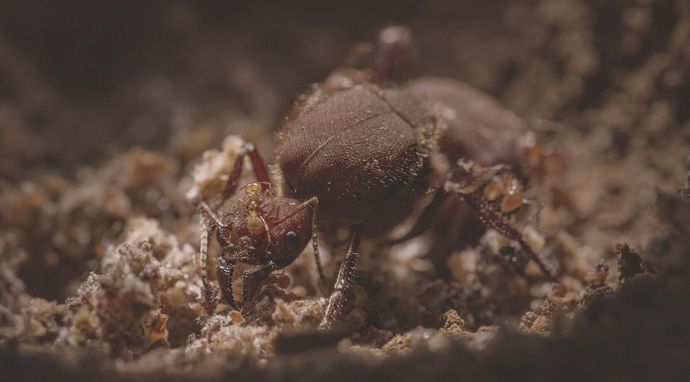 Królowe świata zwierząt