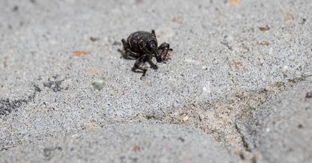 Sieją spustoszenie w ogrodach. Reaguj, zanim się rozmnożą