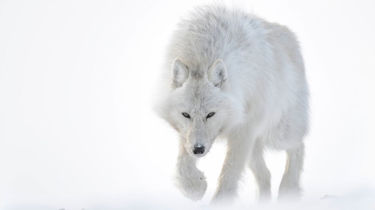 Vincent Munier pokazuje czym jest arktyczne piękno