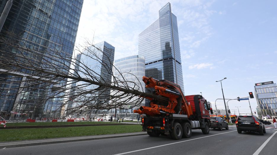 Warszawa. Trwa akcja przesadzania drzew