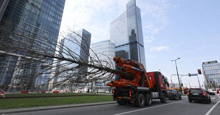 Warszawa. Olbrzymie drzewa jadą ulicami. Akcja przesadzania metasekwoi [ZDJĘCIA]