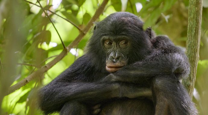 Królowe świata zwierząt