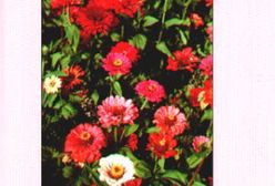 Matisse i Picasso. Przyjaciele i rywale