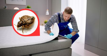 Pluskwy domowe plagą na skalę światową? Powstają nowe metody walki