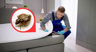 Pluskwy domowe plagą na skalę światową? Powstają nowe metody walki