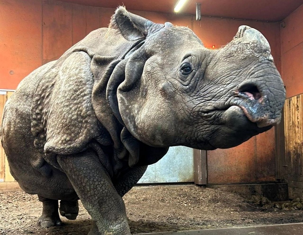 Nowa mieszkanka warszawskiego zoo. Jhansi przyjechała z Berlina