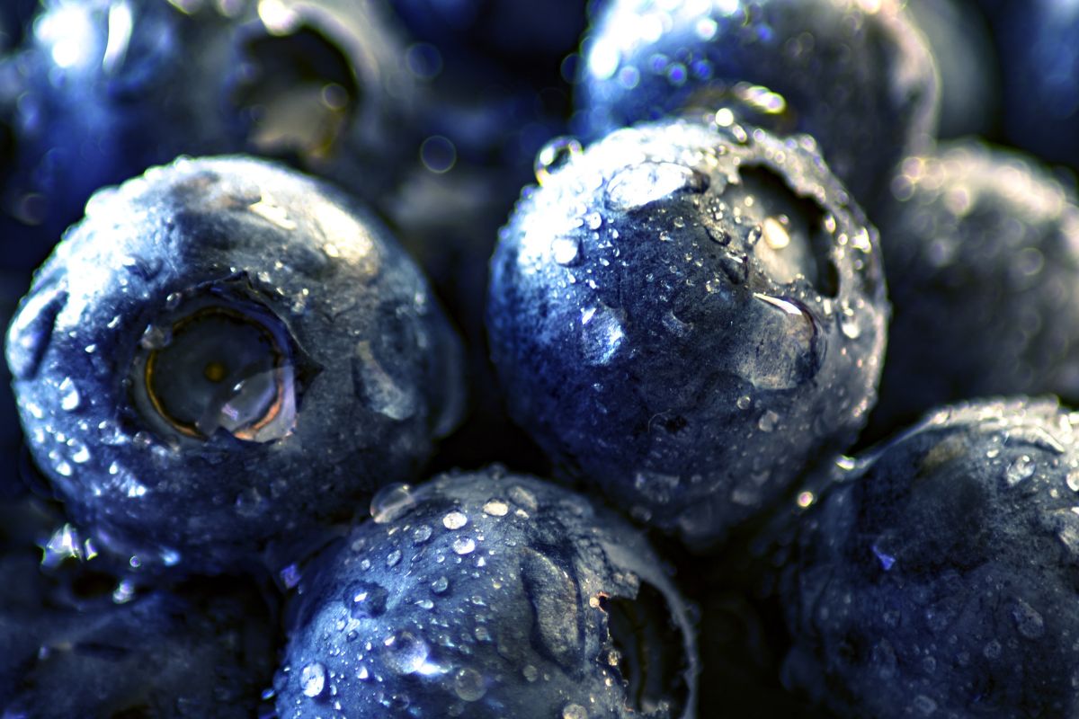 An allergy to blueberries usually affects children.