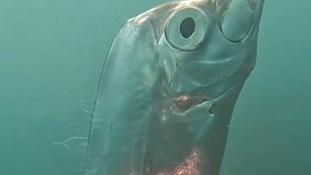 Dziwaczna ryba nagrana przez nurków u wybrzeży Tajwanu/ zdjęcie poglądowe/ screeny z nagrania