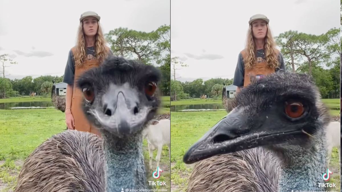 Uroczy struś nową gwiazdą TikToka. Jego dziób kochają tysiące internautów 1