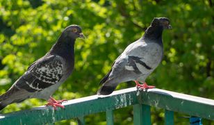 Spryskaj parapet lub balkon. Gołębie nawet się nie zbliżą
