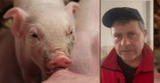 ASF i biurokracja zrujnowały hodowlę! OOPR żąda zmian i wsparcia dla rolników