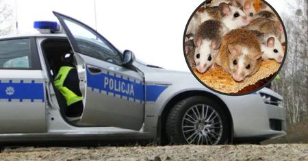 Chcieli wytruć myszy. Przez toksyczny środek nie żyją dzieci
