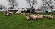 Ciężarówka ze świniami zablokowała drogę pod Olsztynem. Zwierzęta rozbiegły się po okolicy