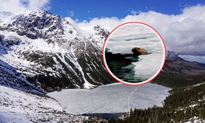 Zazwyczaj się ukrywa. Nagle niespodzianka. Pojawił się w Morskim Oku