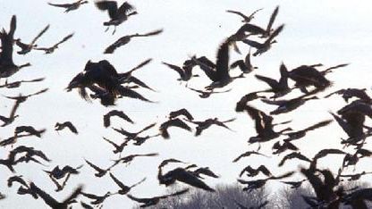 Śpiewy ptaków jako dzwonki 1