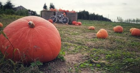 Śląsk. Dyniowe pole rośnie wokół nich…sprawdźcie, nie tylko w Halloween
