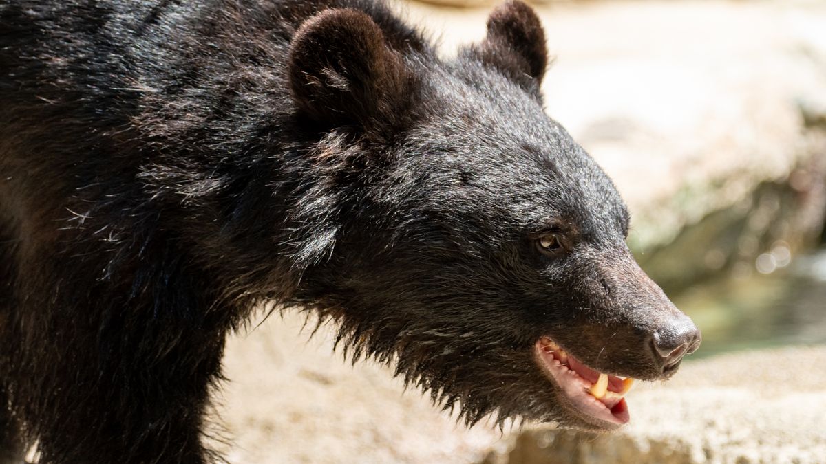 Rekordowa liczba ataków niedźwiedzi w Japonii