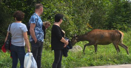 Turyści robią sobie z nimi zdjęcia. TPN ostrzega przed konsekwencjami