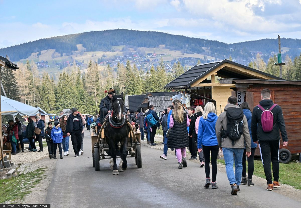 Sezon na krokusy w Tatrach przyciąga tłumy turystów