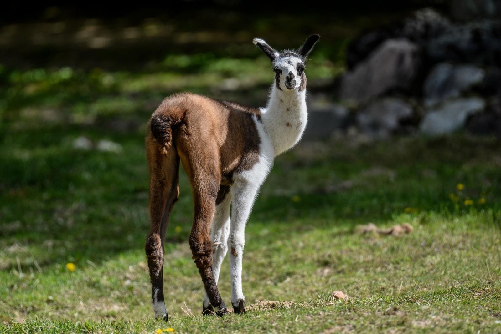 Minizoo „Zwierzaki Nad Potokiem&#34; w Żukczynie