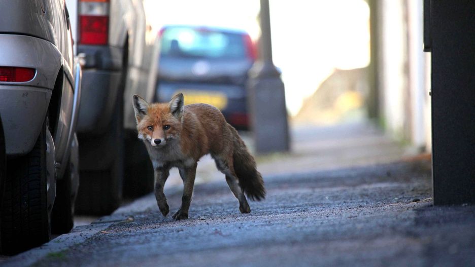 Lis. Zdjęcie ilustracyjne