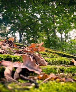 Przedzimie zbliża się do Polski. Ostatnie takie dni w pogodzie