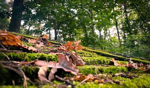 Przedzimie zbliża się do Polski. Ostatnie takie dni w pogodzie