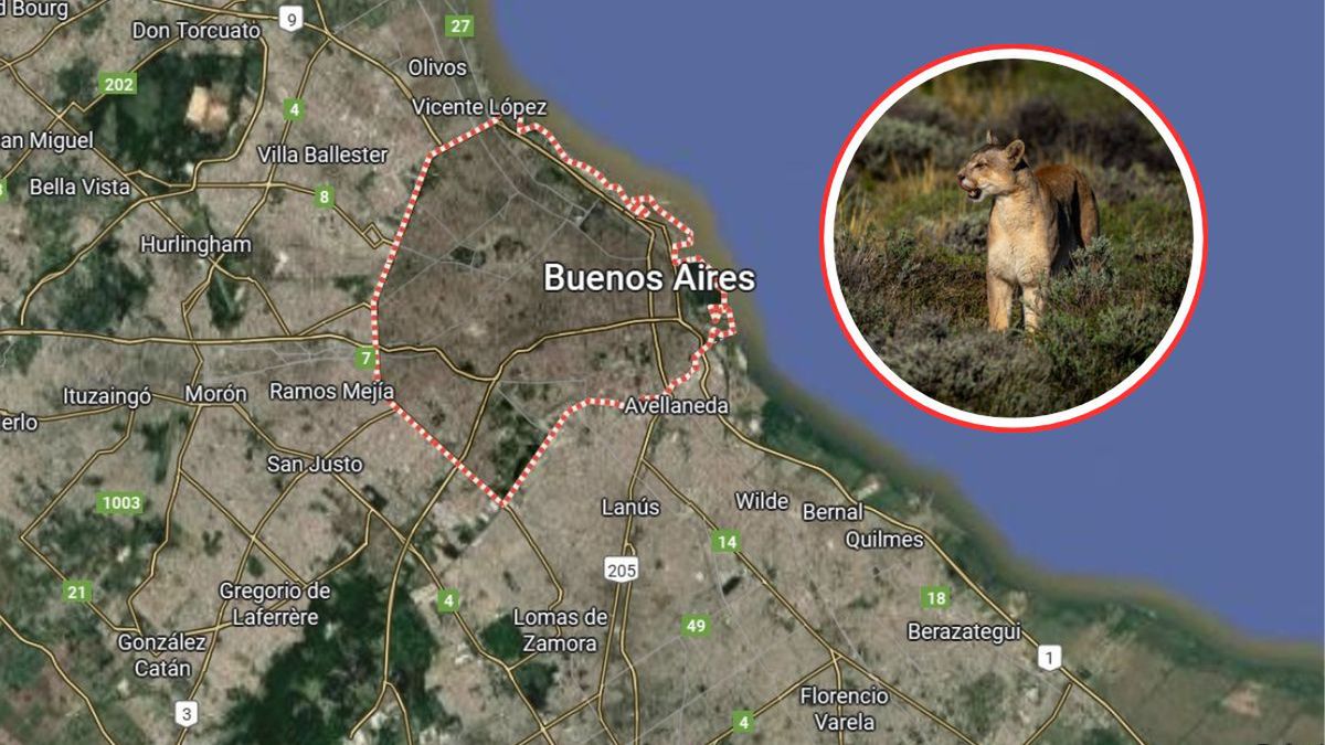 Puma na przedmieściach Buenos Aires