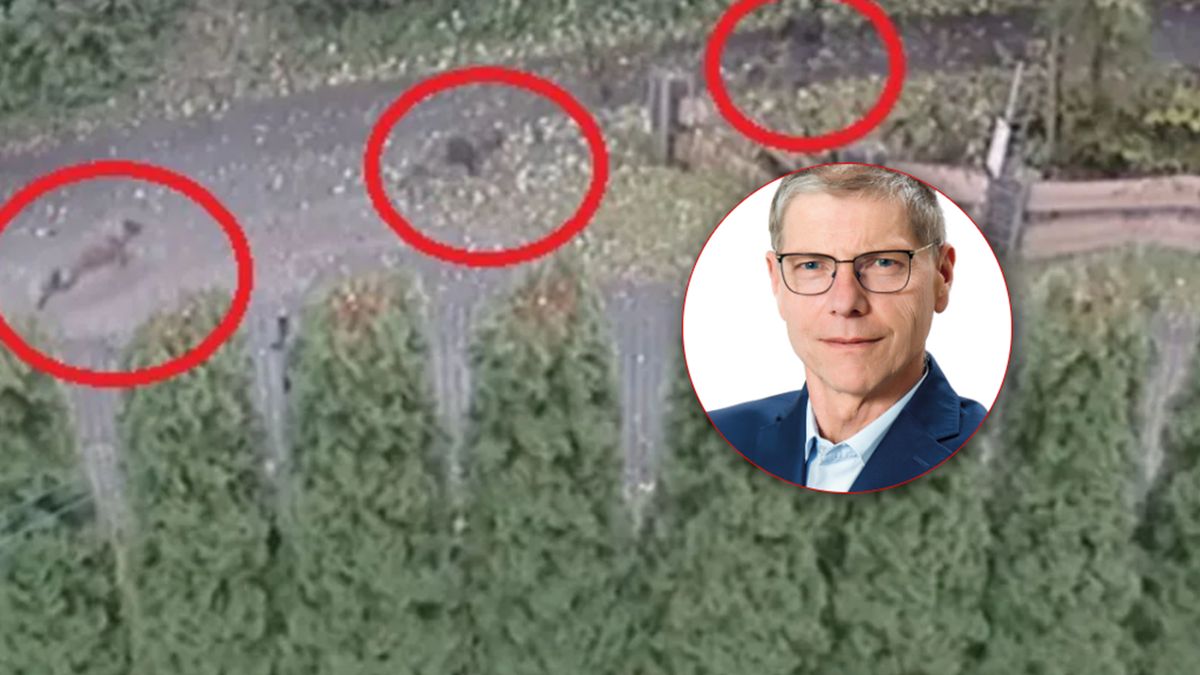 Wójt Brennej komentuje sytuację psów goniących dziecko.