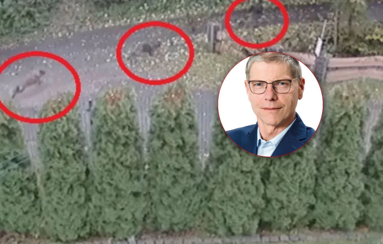 Psy goniły dziecko. Mieszkańcy atakują wójta. "Zarzuty o korupcję"