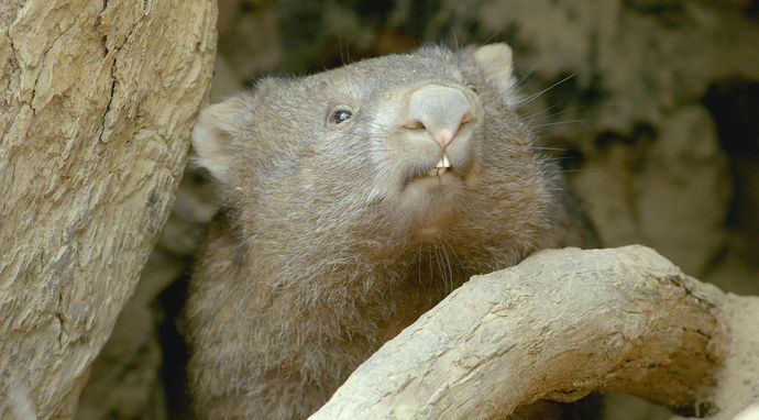 Sekretne życie wombatów