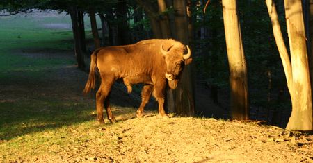 Żubry schodzą z gór w doliny, gdzie spędzą zimę