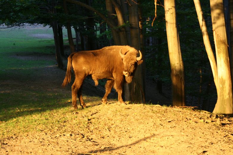 Żubry schodzą z gór w doliny, gdzie spędzą zimę