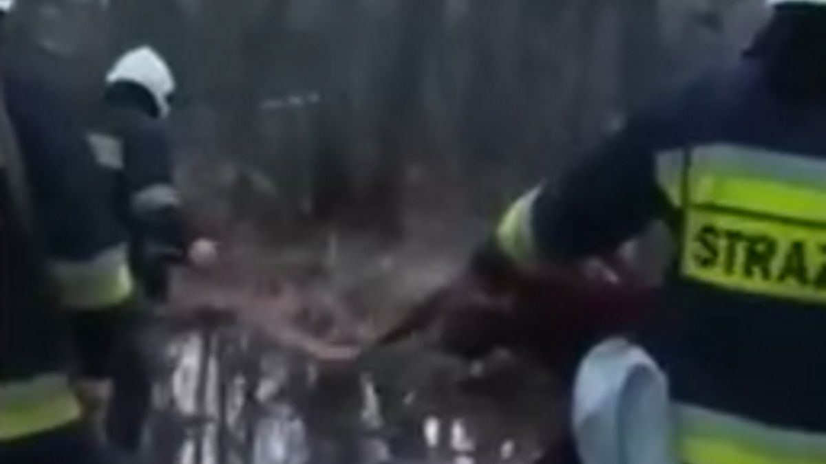 Strażacy uratowali łosia