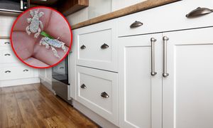 To nie kurz, to larwa. Przyjrzyj się dobrze, co biega po twoim domu