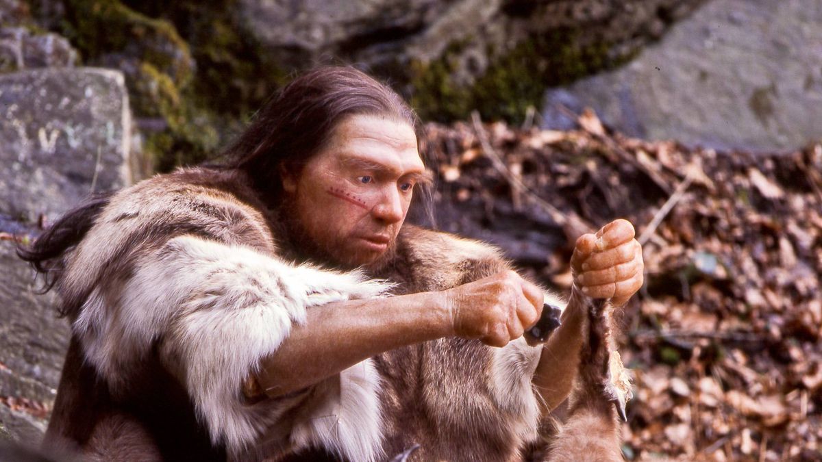  Neandertalczykom nie była obca umiejętność wytwarzania prostych, zaostrzonych narzędzi z kamienia lub kości zwierząt