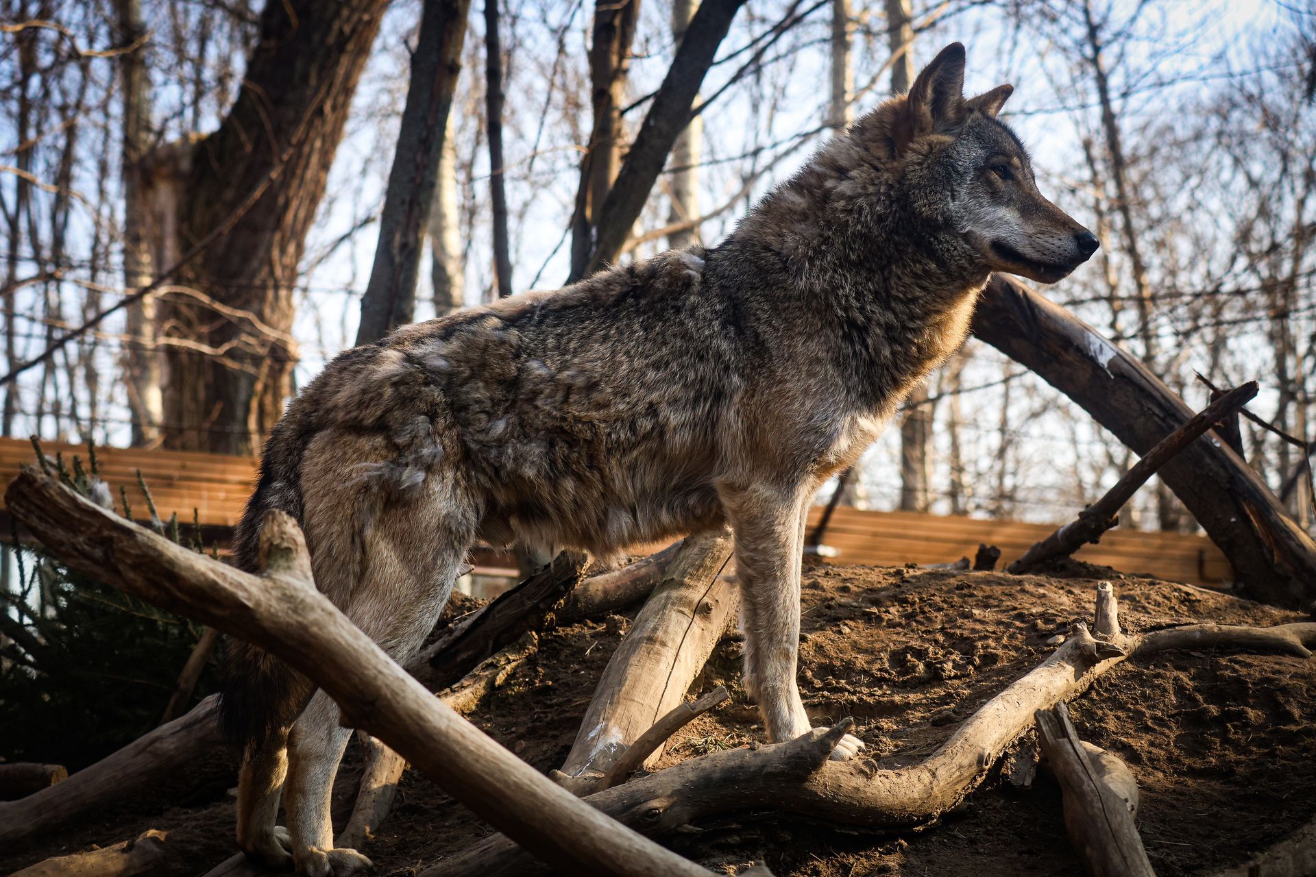 wiadomości,aktualności,WP Wiadomości Atak wilków w Małopolsce. Gmina ostrzega