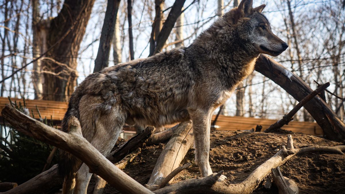 Gmina ostrzega przed wilkami