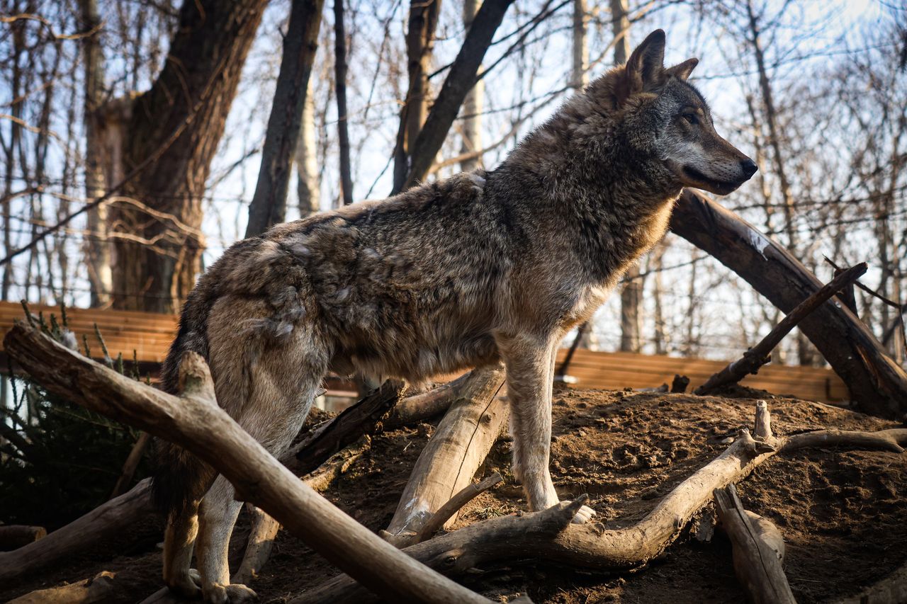Atak wilków w Małopolsce. Gmina ostrzega