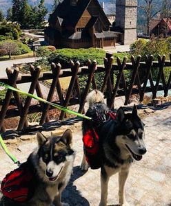 Dolny Śląsk. Borowice. Husky ruszają z sąsiedzką misją