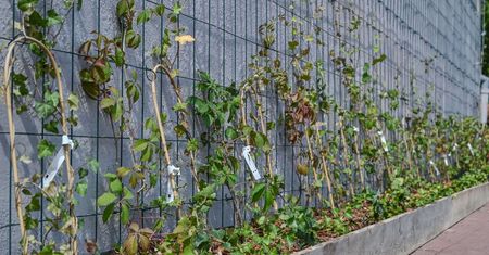 Częstochowa. Ekologiczna akcja, posadzili bluszcz i liczą na naśladowców