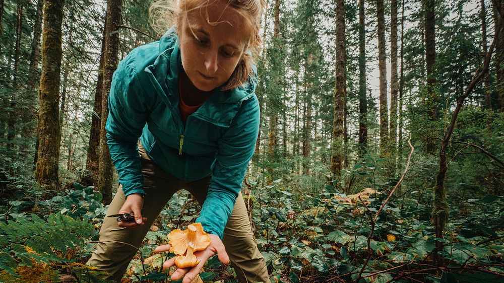 Radioaktywne grzyby w lasach. Władze apelują o ostrożność