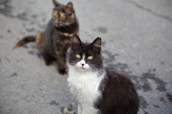 Poznań: Powstanie znak "Uwaga, koty"? Ma ratować je przed samochodami