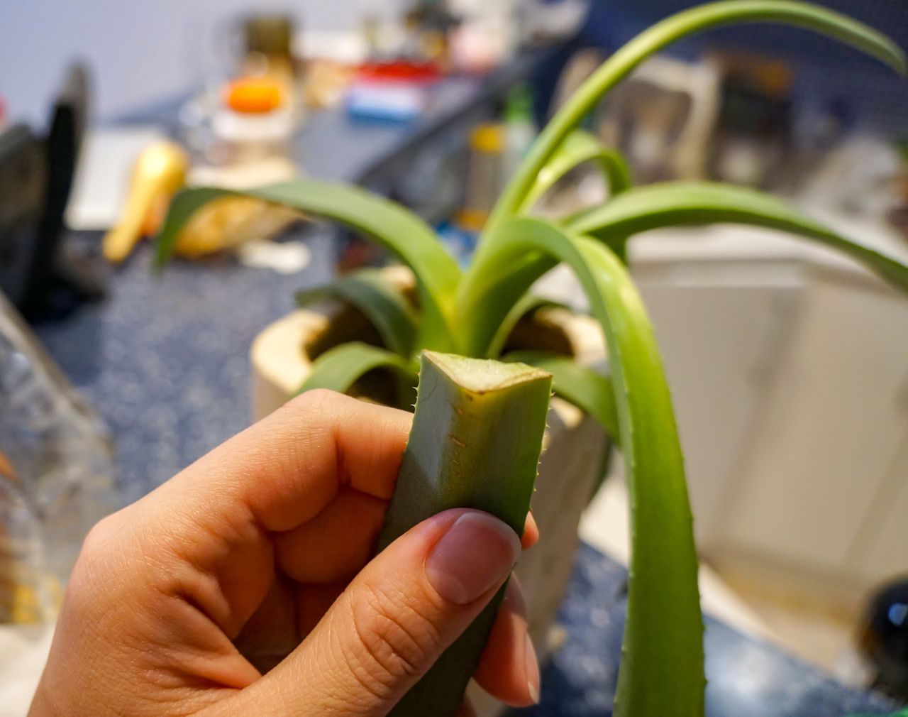 Nourishing your aloe plant: A sunny spot, a touch of cinnamon and the perfect watering routine